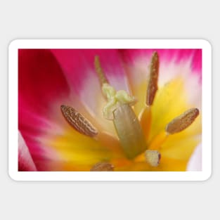 Tulipa 'Ballade' AGM Tulip Lily-flowered Group April  Artistic filter applied to photo Sticker